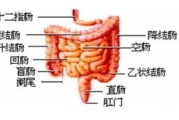 直肠癌晚期患者吃什么中药调理好？能预防复发